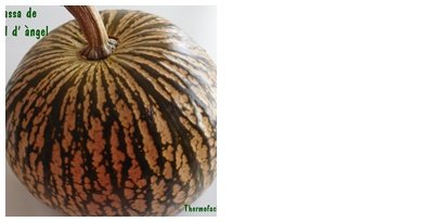 carbassa de cabell d' angel prp